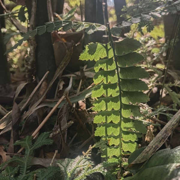 灣潭古道 & 北勢溪古道連走(淡蘭古道中路)2030183