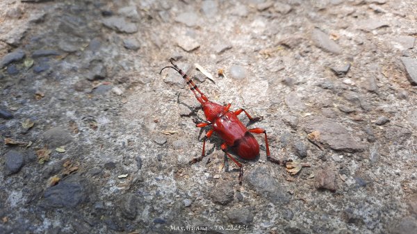 《彰化》登山逛市集｜臥龍坡步道環藤山步道202503222740509