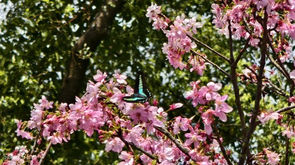 #緣道觀音廟 #北海福座 #萬代福 #黃花風鈴木 #錫葉藤 #青帶鳳蝶 #昭和櫻 #吉野櫻 3/123014063