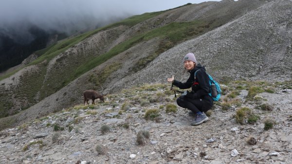 奇萊主山登山健行趣(百岳20號)2290003
