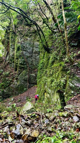 卡保石壁一葉蘭（耘夢谷上逐鹿山下O走）2809540
