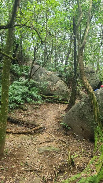 2025-01232淡蘭古道北二段(燦光寮古道到澳底)2696655