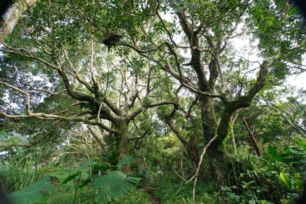 桃園 復興 牌子山、金平山2952211