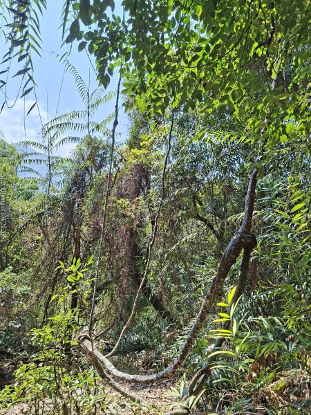 《台中》巨人之手｜雪山坑環線步道202603223021472