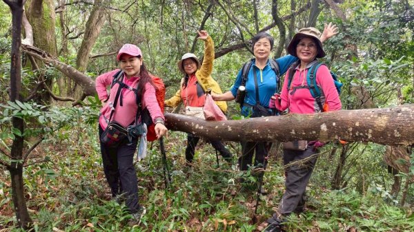 關西大東坑山/草長難過  順訪東安古橋2930498