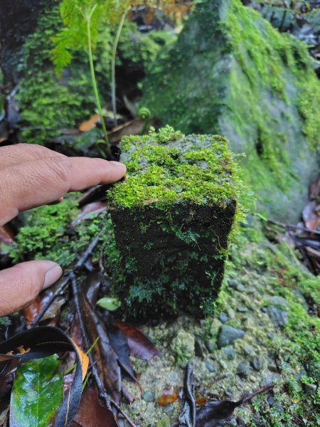 稍來小雪山國家步道、船型山、鞍馬山、鞍馬山東北峰、天池、雪山神木2799822