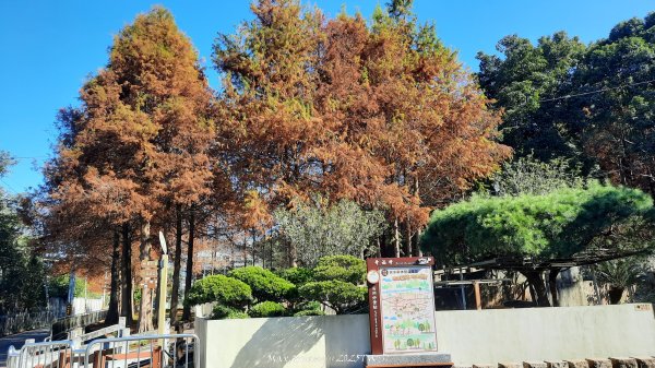 《台中》落雨松季｜石岡挑物古道O繞下情人木橋202501122687609