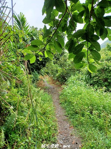 【台東蘭嶼】在泥濘中奮力前進。 小百岳集起來。 編號97小百岳-紅頭山步道1718747