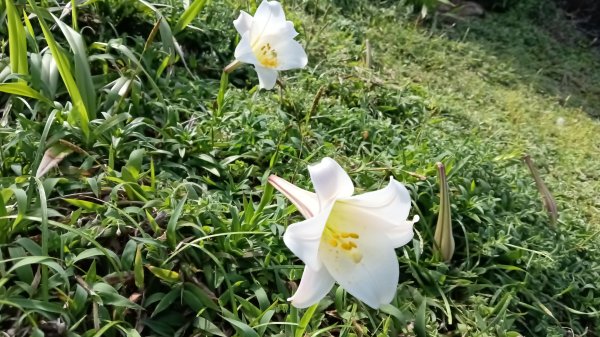 貢寮區龍洞灣岬+金沙灣野百合花3049176