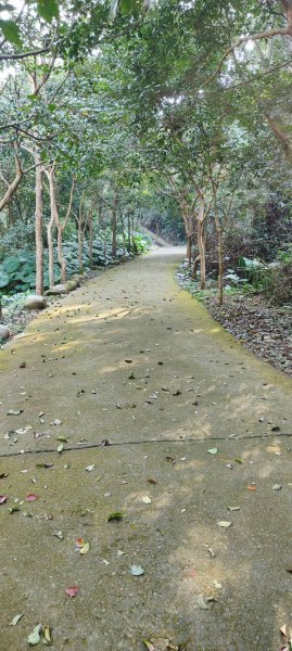 坑內坑森林步道2698773
