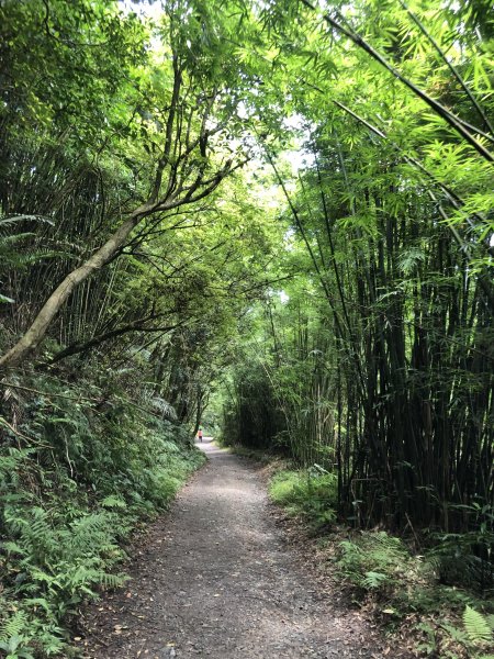 【宜蘭礁溪】抹茶山~超消暑聖母登山步道640605