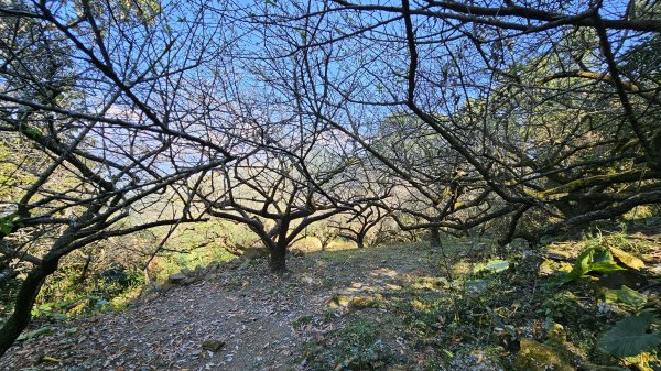 240117-美美兔轉個彎走遊烏山北段，風空子山、孟璋山、烏山來回走一趟。2413692