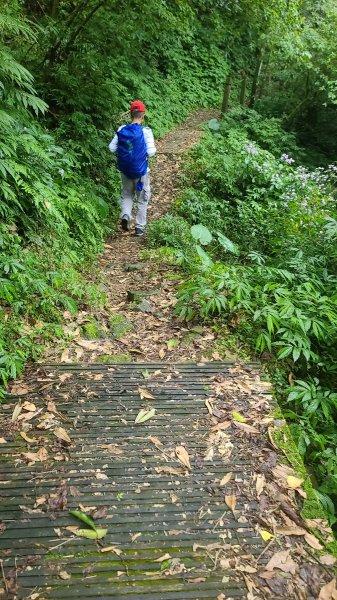 2025-01232淡蘭古道北二段(燦光寮古道到澳底)2696561