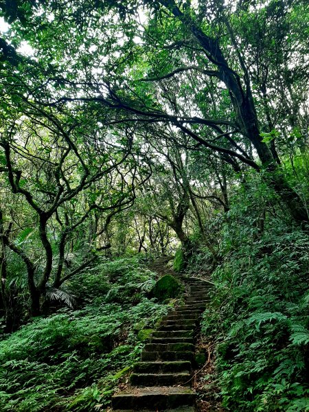 臺北大縱走3｜山行找回忙碌日常遺失的幸福感2473598