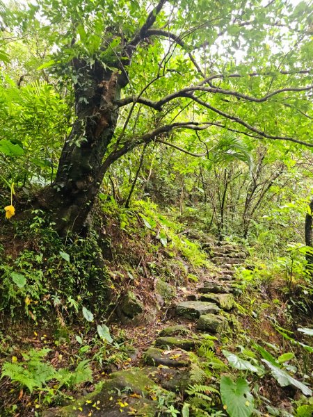 草嶺古道 - 2024草嶺古道芒花季2650883