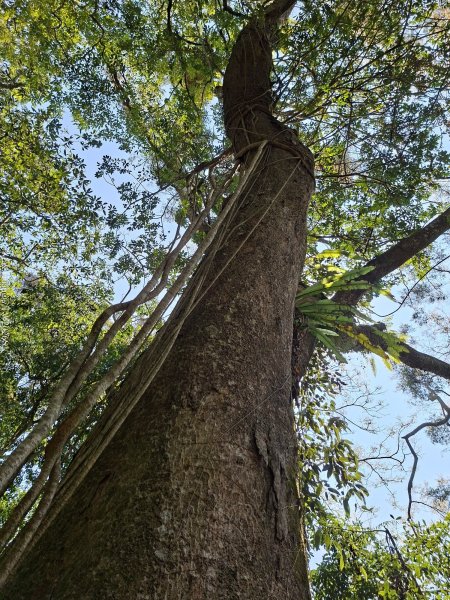 《台中》巨人之手｜雪山坑環線步道202603223021470