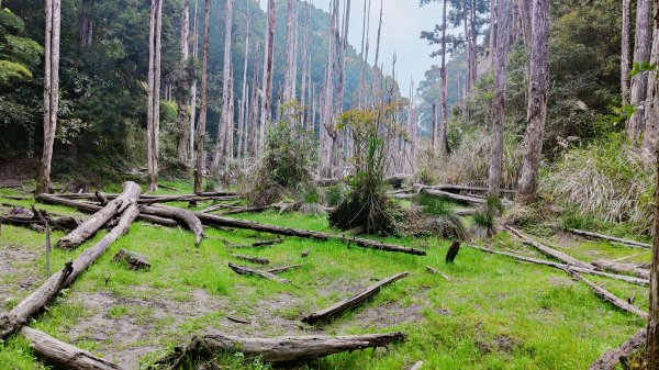 留龍頭 嶺頭山 金柑樹山 忘憂森林 我想抓住您的美2092108