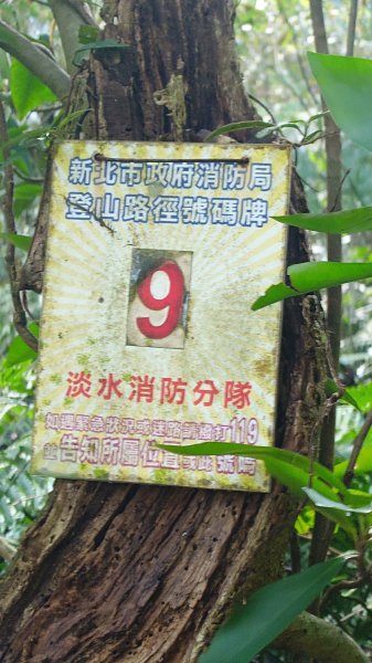 20260125 陽明山前後山健行(無極天元宮~山仔頂步道.向天池.向天山.面天山.二子坪)2997976