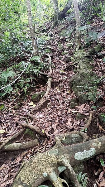 20250531 新竹關西 赤柯山及東獅頭山 O型2801092