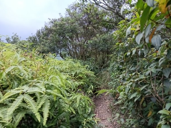 瑞芳區南子吝步道+南子吝稜+南子吝山+南子吝步道P字走2798465