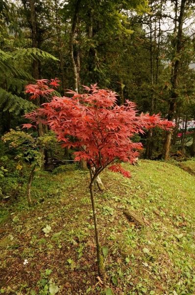 馬武督外鳥嘴山87326