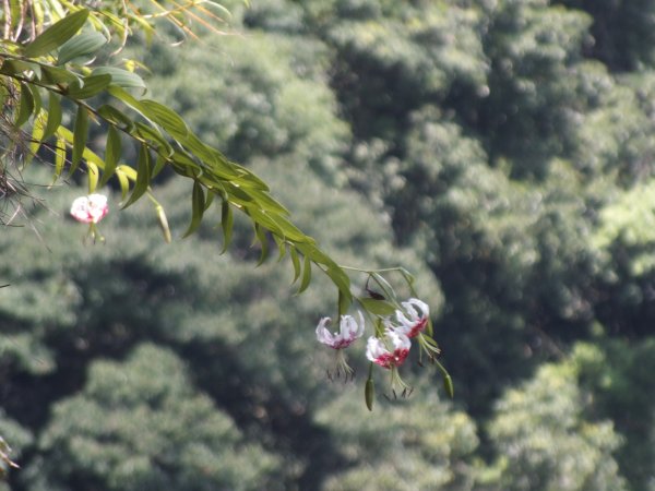 平溪區東勢格古道+慈恩嶺+慈母峰(峭壁精靈)