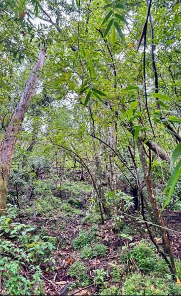 大舌湖山-漁光國小-茶園-虎寮潭吊橋2773592