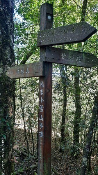 《台中》秋紅約定｜鳶嘴稍來山步道賞台灣紅榨槭202312092371328