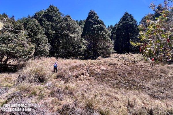 大同加羅湖穆魯洛亞滬庫霞四季警備道2748287