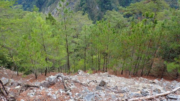 台灣最高如神般存在的大安溪倚天劍巨木探訪2747987