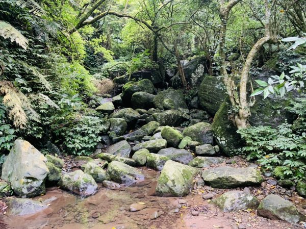 坪頂古圳親山步道1690080