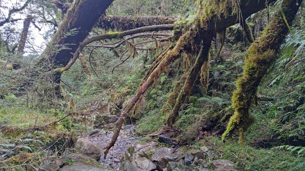 棲松縱走未竟2918401