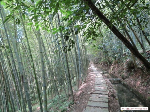 《南投》竹林銀杏｜鹿谷長源圳古道、大崙山銀杏森林、武岫201709212890484