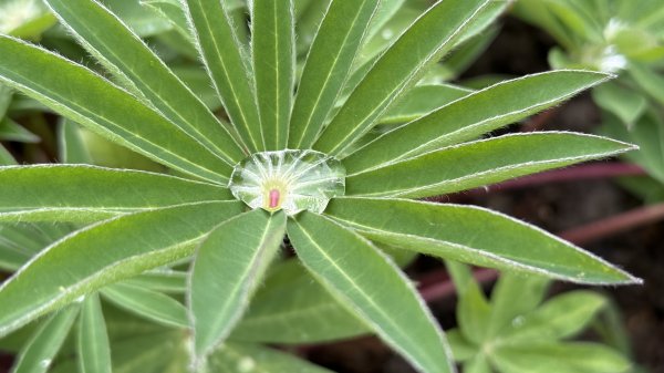 2025台北杜鵑花季｜大安森林公園｜迎曦花丘｜20250307｜峯花雪月2729815