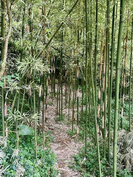 《陽明山的山林片刻｜沿著青春嶺路走向山野的綠意》2939243