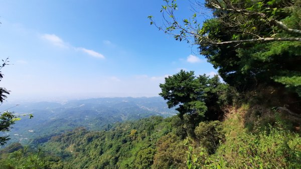 《台中》枕木黑松｜大坑步道5_1上5下202210291893415