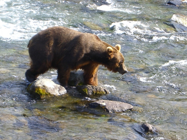 阿拉斯加 露營車 觀賞棕熊 捕食鮭魚健行之旅