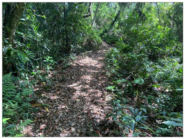 赤柯山、赤柯山南峰、東獅頭山 O型路線2785419