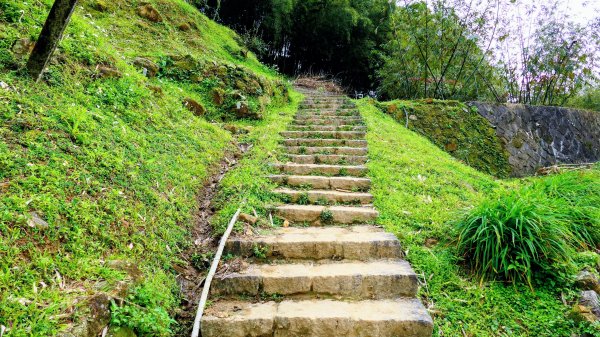 鵝尾梯田櫻花巷2989272