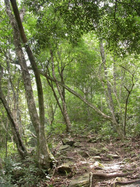 內洞森林遊樂區1966185