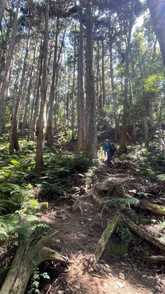 尖石🌳羅山林道野營-油羅山-竹苗小百岳3133065