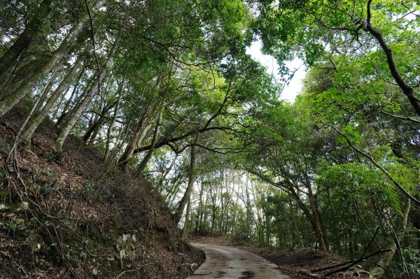 南投 仁愛 北東眼山、中央東眼山2623591