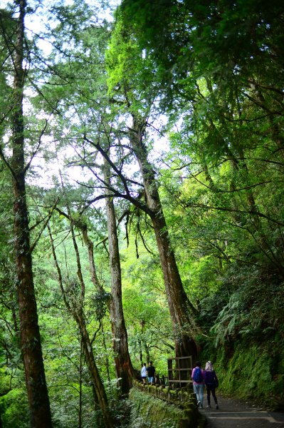 蔥鬱的巨木山林~~享受芬多精1093925