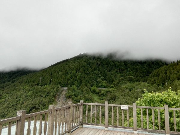 雲霧漫步山林之間~太平山466877