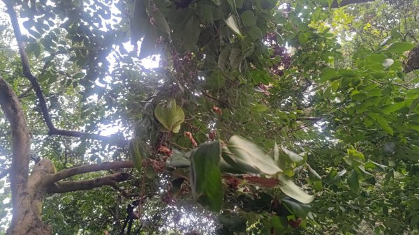 內樹尾、田中**山2708936