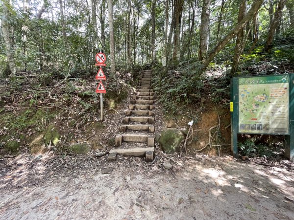 喜遇水晶蘭及翹距根結蘭-北得拉曼巨木步道11103101636049