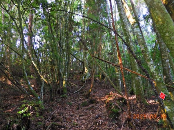 南投 竹山 鹿屈山前鋒、鹿屈山1462623