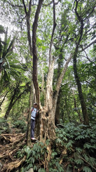享受台北近郊陽明山小秘境楓林瀑布的清新芬多精2996557