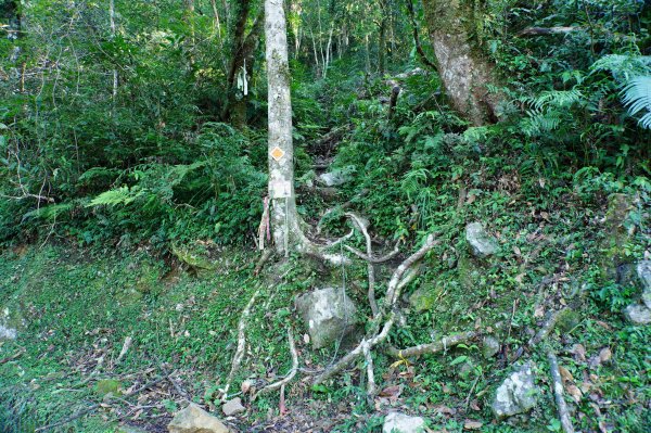 桃園 復興 復興尖山2867091