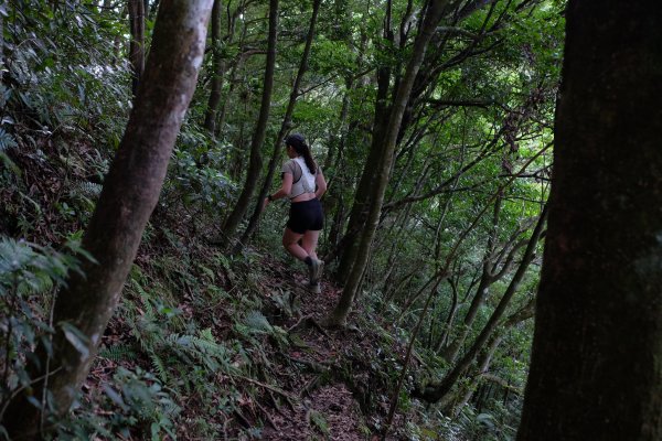 桃園復興區  東卡O縱2823815